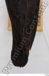 Carrion crow bird tail 0005.jpg